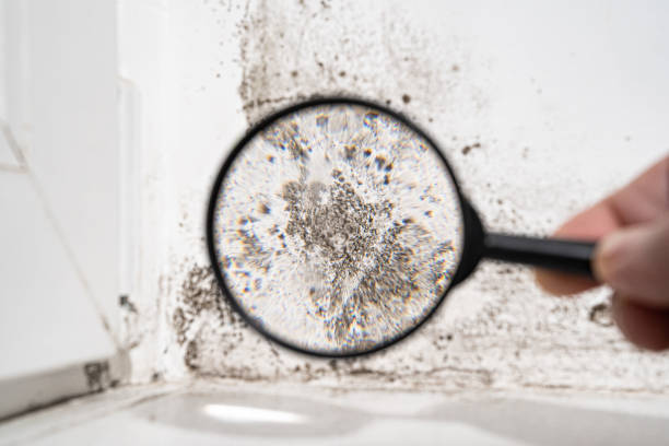 Professional Mold Removal in El Rancho, NM